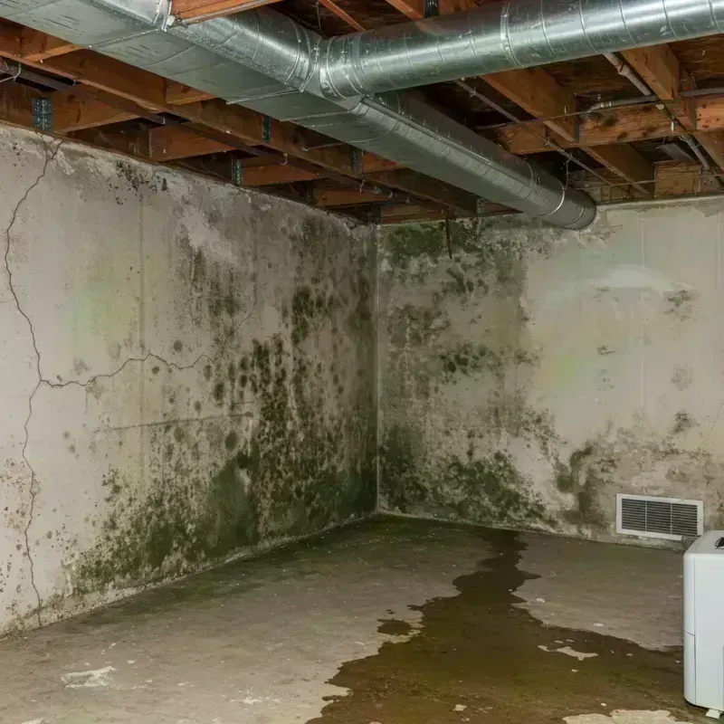 Professional Mold Removal in Avon Center, OH